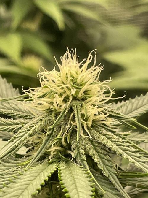 Sugar black rose 🥀. Week 9