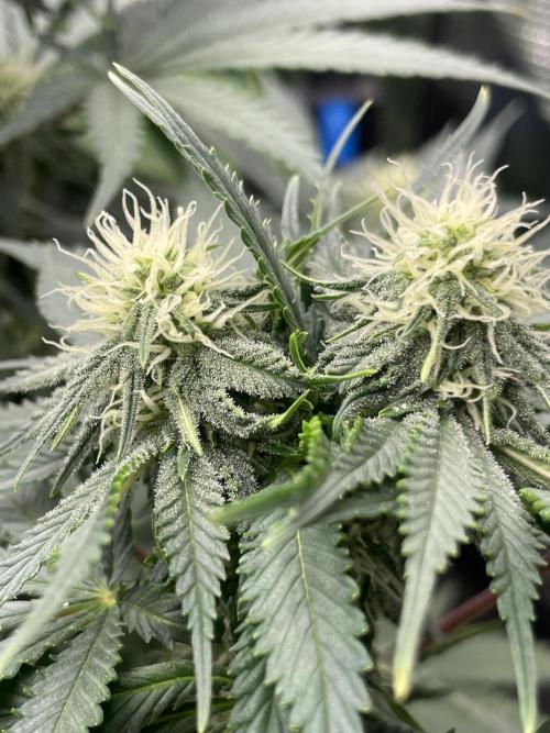 Sugar black rose 🥀. Week 9