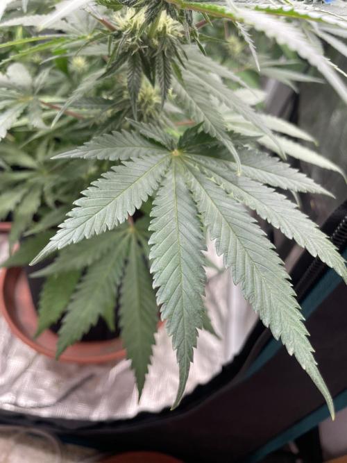 Sugar black rose 🥀. Week 9