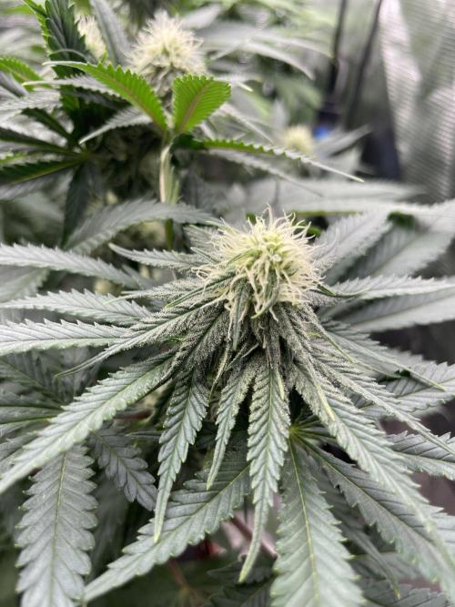 Sugar black rose 🥀. Week 9