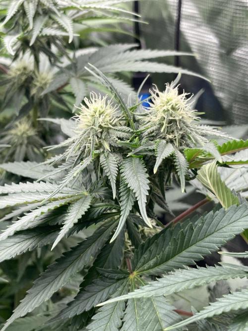 Sugar black rose 🥀. Week 9