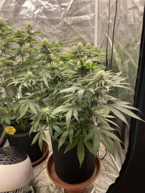 Sugar black rose 🥀. Week 9