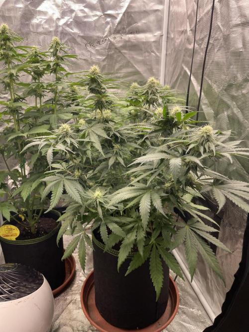 Sugar black rose 🥀. Week 9
