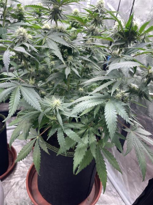 Sugar black rose 🥀. Week 9