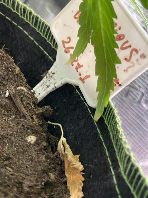 Sugar black rose 🥀. Week 9