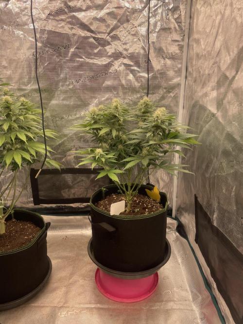 Bubble 🫧 OG gum. Week 10