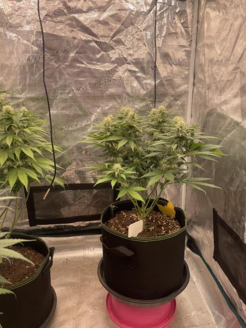 Bubble 🫧 OG gum. Week 10