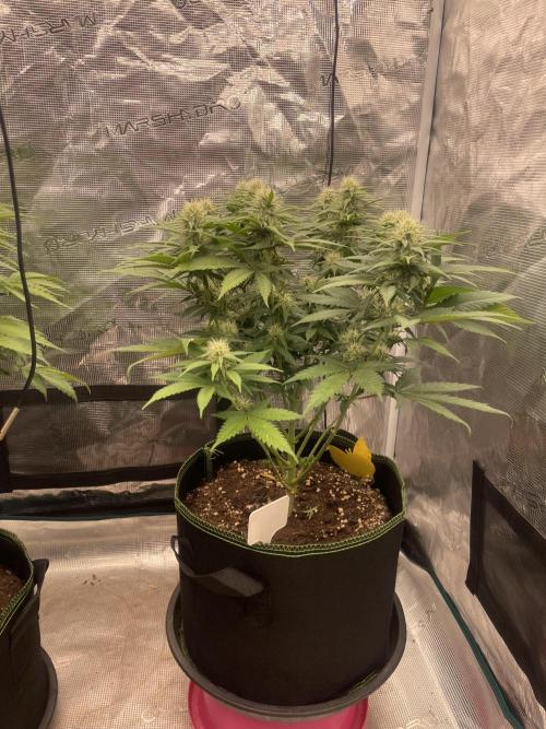 Bubble 🫧 OG gum. Week 10
