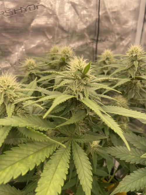 Bubble 🫧 OG gum. Week 10