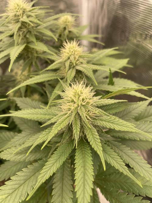 Bubble 🫧 OG gum. Week 10