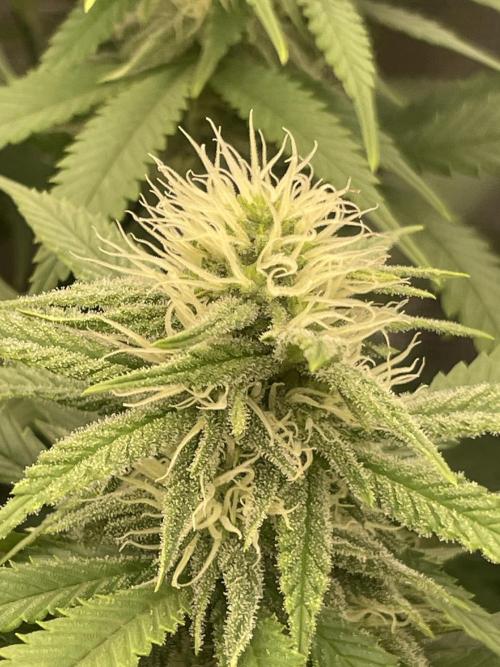 Bubble 🫧 OG gum. Week 10