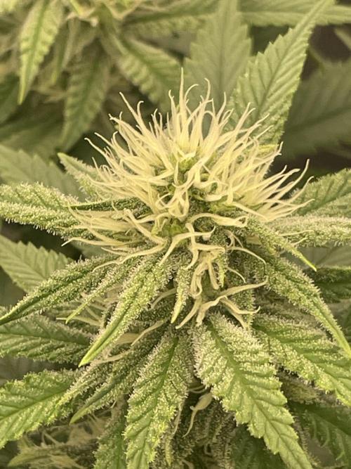 Bubble 🫧 OG gum. Week 10