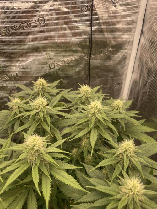 Bubble 🫧 OG gum. Week 10