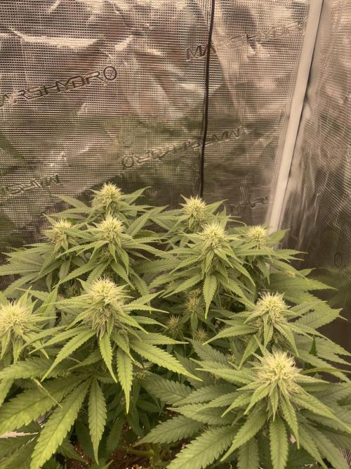 Bubble 🫧 OG gum. Week 10