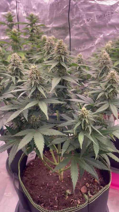 Sunset 🌅 sherbet