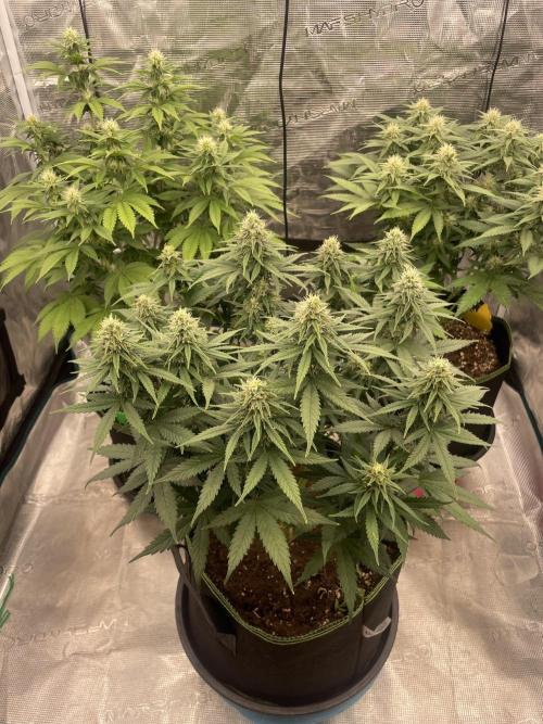 Sunset 🌅 sherbet. Week 10