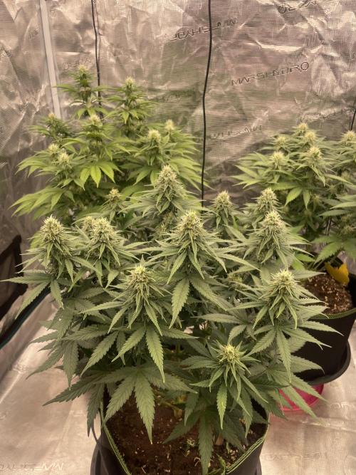 Sunset 🌅 sherbet. Week 10