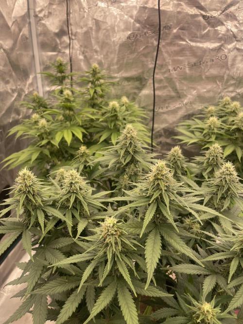 Sunset 🌅 sherbet. Week 10