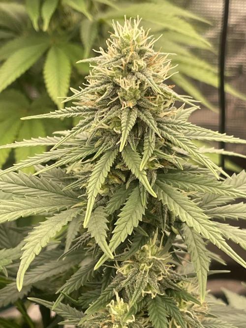 Sunset 🌅 sherbet. Week 10