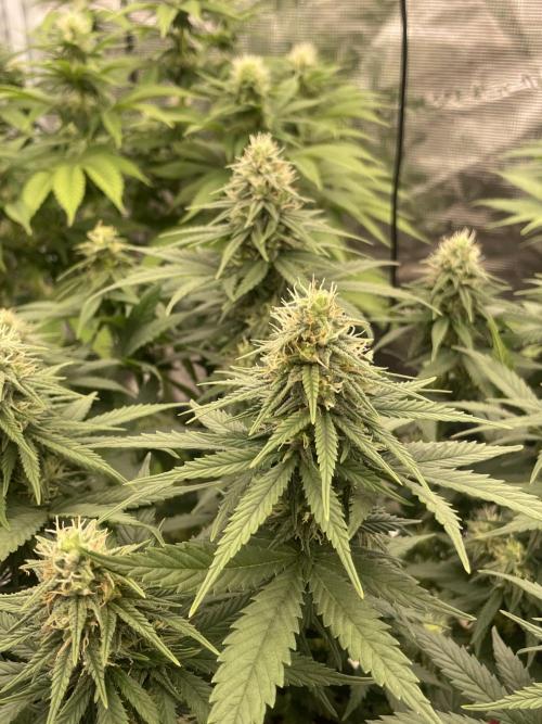Sunset 🌅 sherbet. Week 10