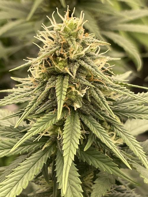 Sunset 🌅 sherbet. Week 10