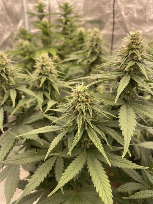 Sunset 🌅 sherbet. Week 10