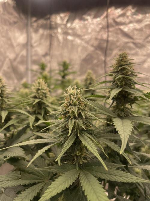 Sunset 🌅 sherbet. Week 10