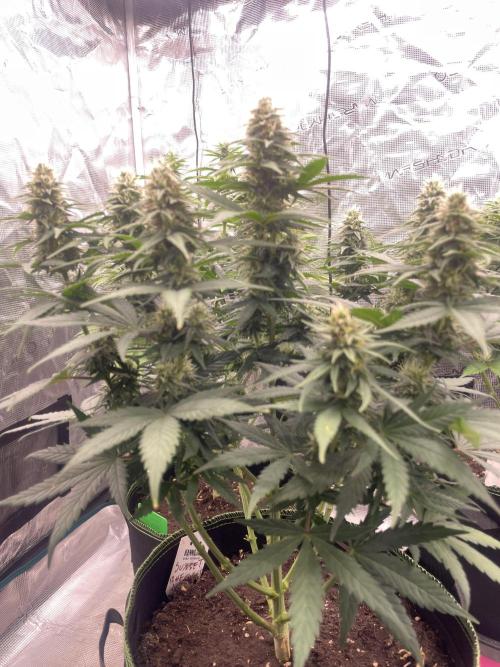 Sunset 🌅 sherbet. Week 10