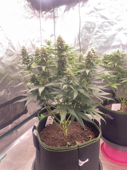 Sunset 🌅 sherbet. Week 10