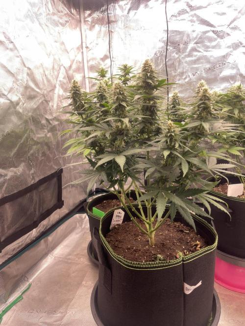Sunset 🌅 sherbet. Week 10