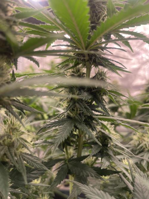 Sunset 🌅 sherbet. Week 10