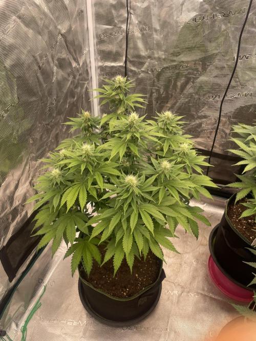 Sticky Brocoli Zamnesia+Plagron. Week 10