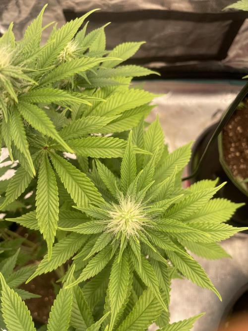 Sticky Brocoli Zamnesia+Plagron. Week 10