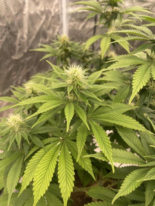 Sticky Brocoli Zamnesia+Plagron. Week 10