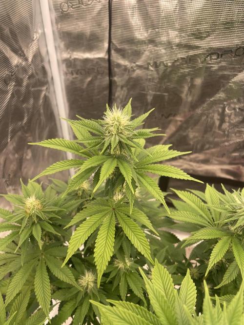 Sticky Brocoli Zamnesia+Plagron. Week 10