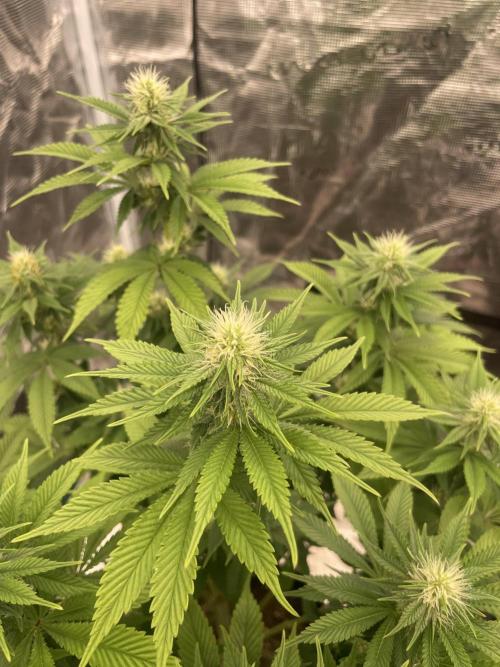 Sticky Brocoli Zamnesia+Plagron. Week 10