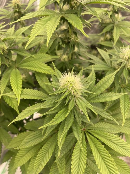 Sticky Brocoli Zamnesia+Plagron. Week 10