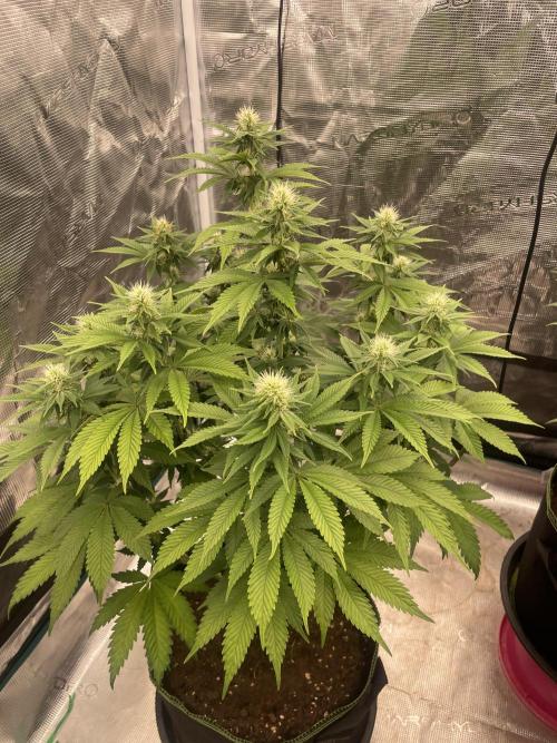 Sticky Brocoli Zamnesia+Plagron. Week 10