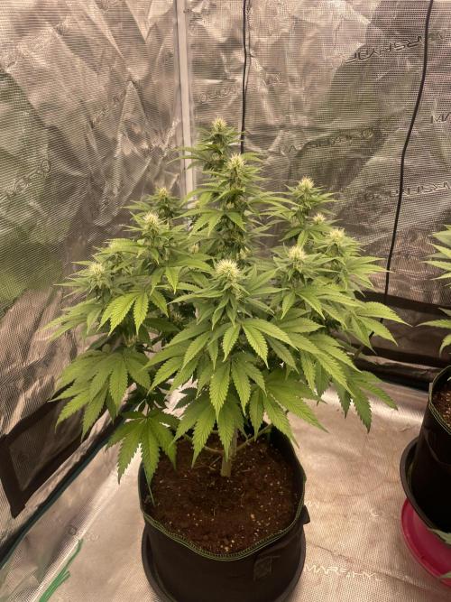Sticky Brocoli Zamnesia+Plagron. Week 10
