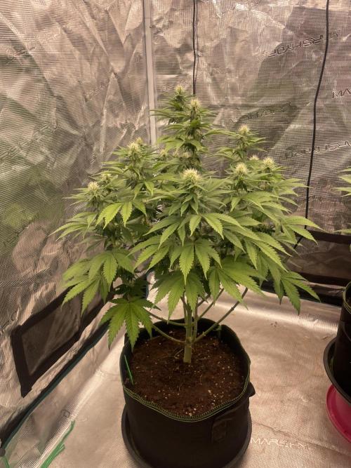 Sticky Brocoli Zamnesia+Plagron. Week 10