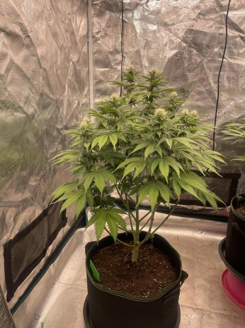 Sticky Brocoli Zamnesia+Plagron. Week 10
