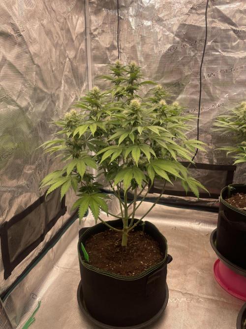 Sticky Brocoli Zamnesia+Plagron. Week 10