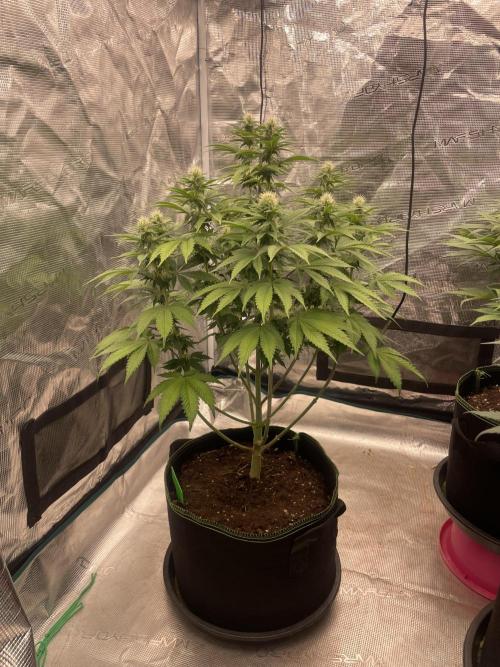 Sticky Brocoli Zamnesia+Plagron. Week 10