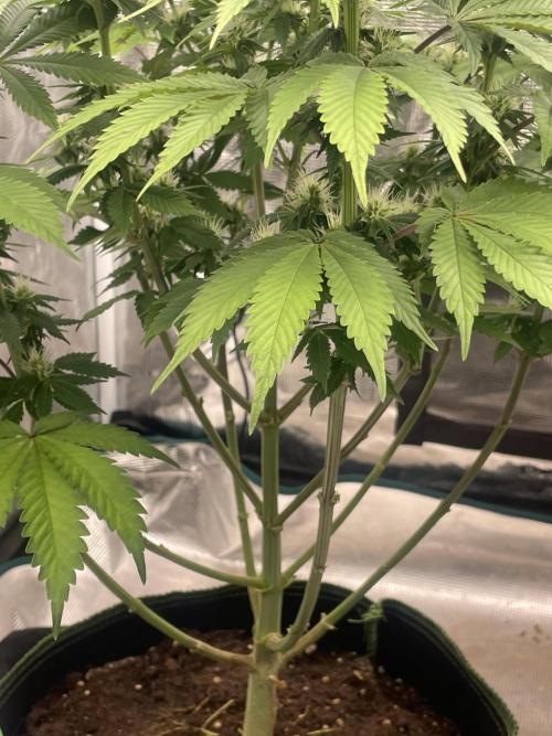 Sticky Brocoli Zamnesia+Plagron. Week 10