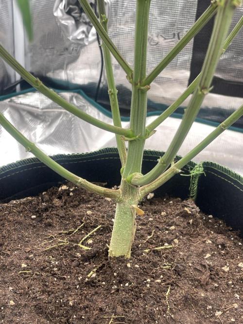 Sticky Brocoli Zamnesia+Plagron. Week 10