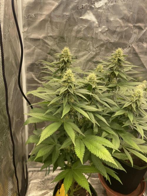Purple Overload. Week 10
