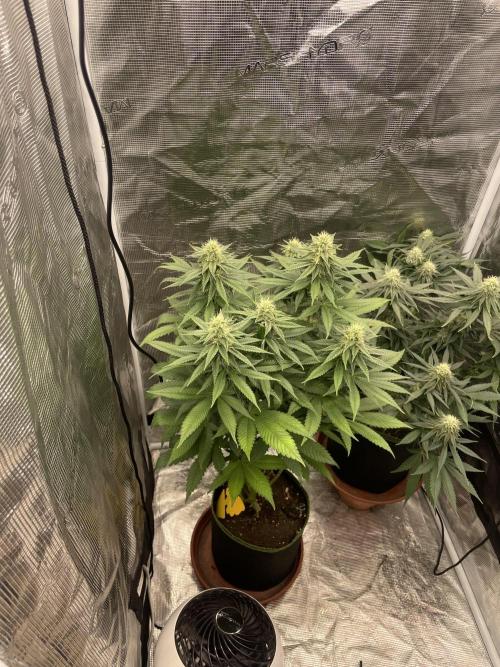 Purple Overload. Week 10