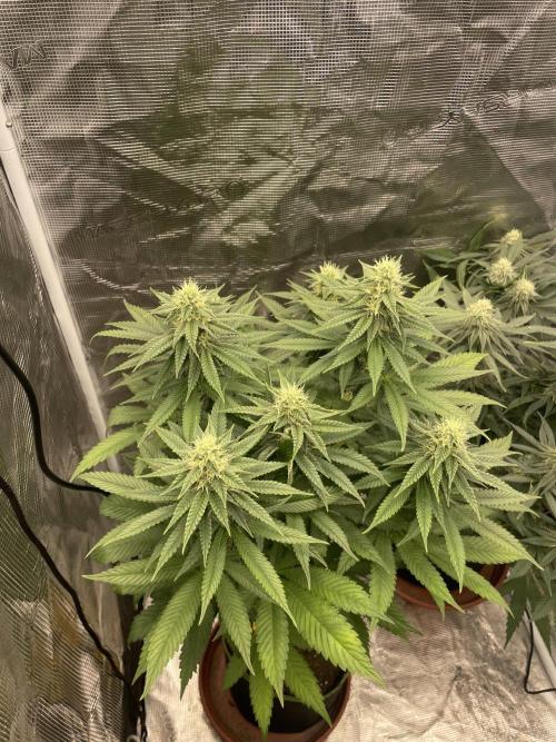 Purple Overload. Week 10