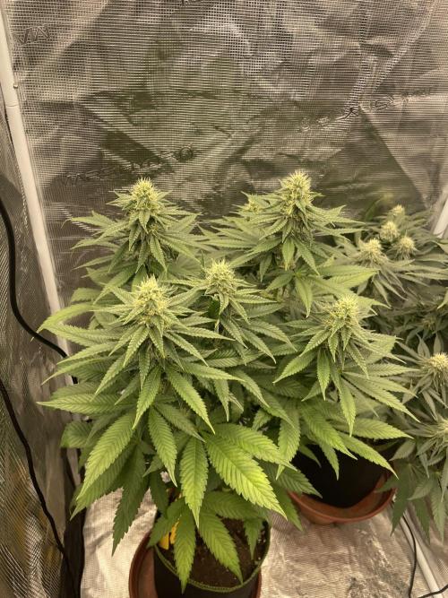 Purple Overload. Week 10