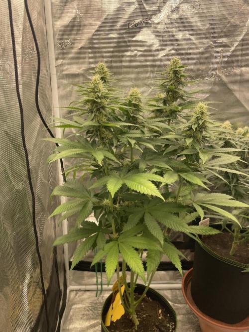 Purple Overload. Week 10